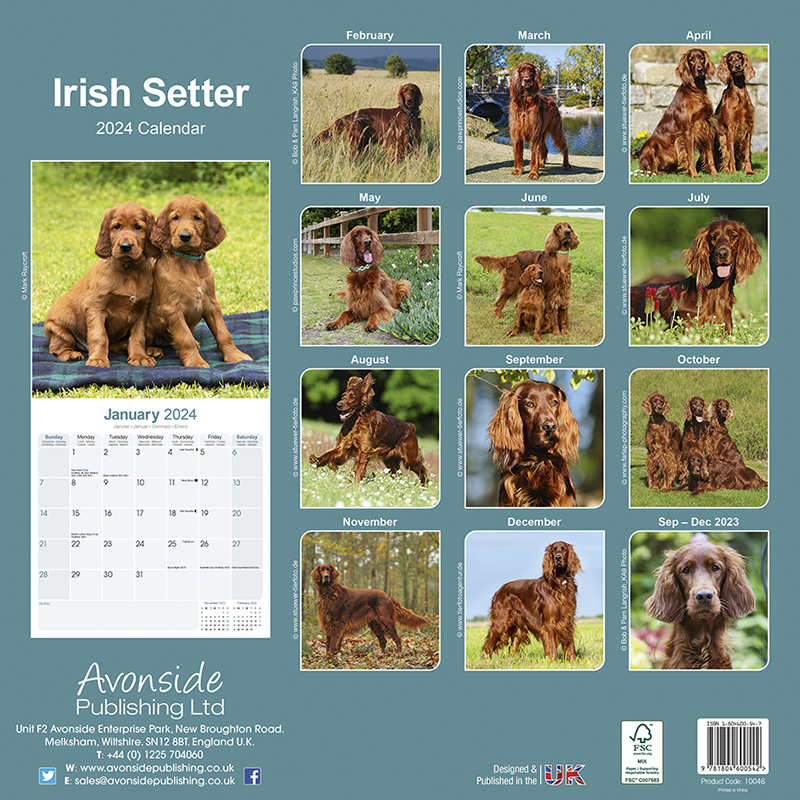 Irish Setter Calendar 2024 (Square) Dogs Naturally